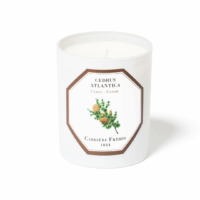Cedar Candle