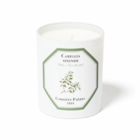 Carriere Freres Tea Plant Candle
