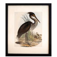 Framed print of a bird in a soft gold frame