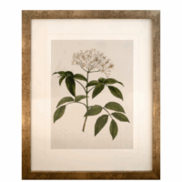 Print of a flower in a soft gold frame